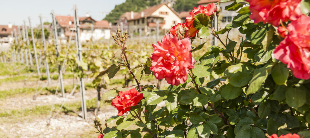 Nördliches Rhônetal